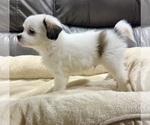 Small #8 Papillon