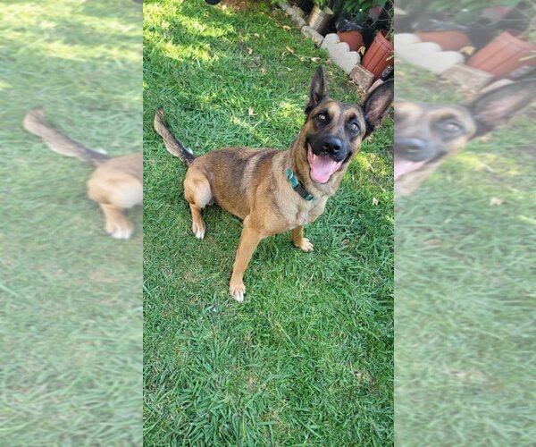 Medium Photo #2 Mutt Puppy For Sale in Dana Point, CA, USA