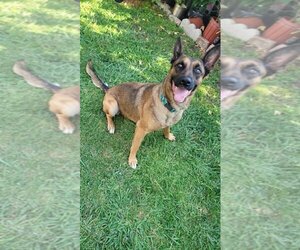 Sophia - Female Mutt Dog for Adoption - Photo #2