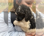 Small Photo #15 Poodle (Standard) Puppy For Sale in VENETA, OR, USA