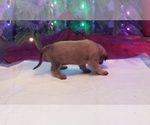 Small Photo #7 Mastiff Puppy For Sale in FULTON, NY, USA
