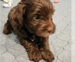 Small #3 YorkiePoo