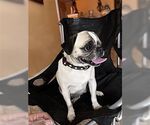 Small #1 Puggle