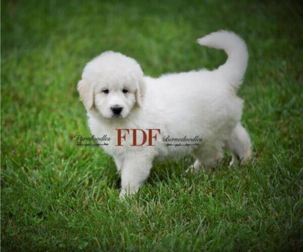 Medium Photo #6 Pyredoodle Puppy For Sale in BOWLING GREEN, OH, USA