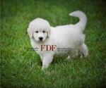 Small Photo #6 Pyredoodle Puppy For Sale in BOWLING GREEN, OH, USA