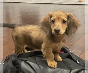 Dachshund Puppy for sale in ELKO, GA, USA