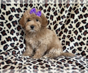 Goldendoodle (Miniature) Puppy for sale in LAKELAND, FL, USA