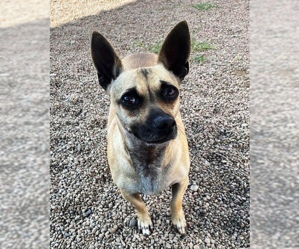 Medium Photo #14 Chiweenie Puppy For Sale in Phoenix, AZ, USA