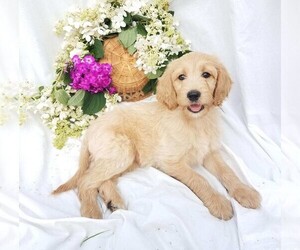 Goldendoodle-Poodle (Standard) Mix Puppy for sale in FREDERICKSBG, OH, USA