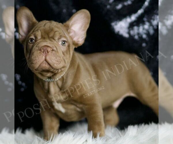 Medium Photo #3 French Bulldog Puppy For Sale in WARSAW, IN, USA