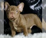 Small Photo #62 French Bulldog Puppy For Sale in WARSAW, IN, USA