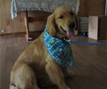 Small #24 Golden Retriever