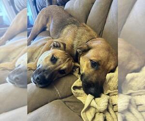Black Mouth Cur-Labrador Retriever Mix Dogs for adoption in Magnolia Springs, AL, USA
