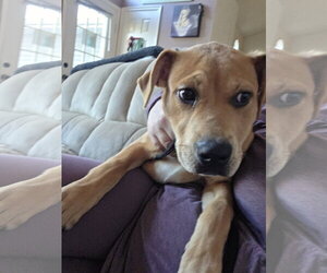 Labrador Retriever-Unknown Mix Dogs for adoption in Sandy, UT, USA