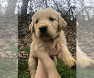 Golden Retriever Puppy for sale in AIKEN, SC, USA