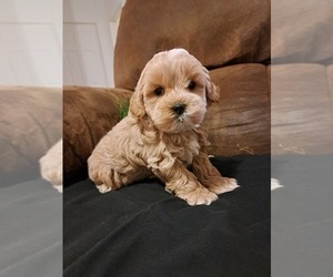 Poodle (Miniature)-ShihPoo Mix Puppy for sale in CANON CITY, CO, USA
