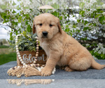 Small Photo #3 Golden Retriever Puppy For Sale in WOLCOTTVILLE, IN, USA