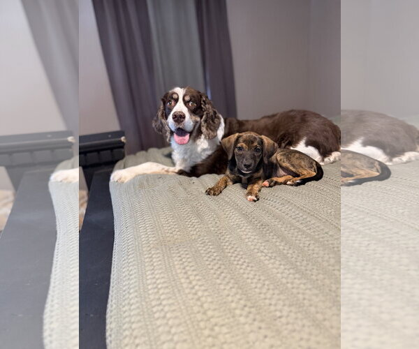 Medium Photo #3 Mutt Puppy For Sale in Greenville, SC, USA