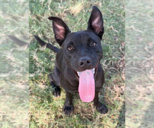 Medium Photo #1 Labrador Retriever-Unknown Mix Puppy For Sale in Canton, CT, USA