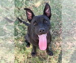 Nyx - Female Labrador Retriever-Unknown Mix Dog for Adoption - Small photo