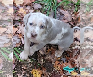 Catahoula Leopard Dog Puppy for sale in MORAN, MI, USA