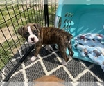Small Photo #3 Boxer Puppy For Sale in FORT WORTH, TX, USA
