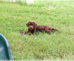 Small #4 Labrador Retriever