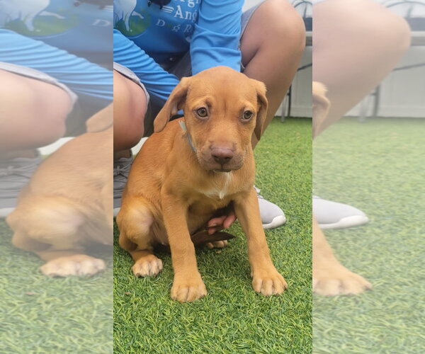 Medium Photo #4 Dachsador Puppy For Sale in Pompano Beach , FL, USA