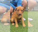 Small #3 Dachsador