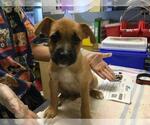 Small #2 German Shepherd Dog