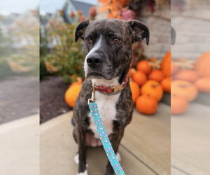 DJ fka Taylin - Female Mutt Dog for Adoption - Photo #3
