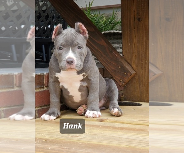 Medium Photo #19 American Bully Puppy For Sale in ROCKVILLE, MD, USA