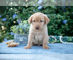 Puppy Todd Labrador Retriever