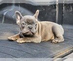 Small #4 French Bulldog
