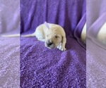 Small Photo #17 Goldendoodle Puppy For Sale in MORENO VALLEY, CA, USA