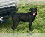 Small #5 Australian Kelpie-Labrador Retriever Mix
