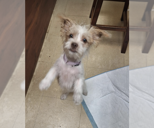 Medium Photo #1 Mutt Puppy For Sale in Candler, NC, USA