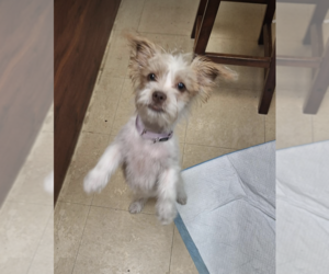 Mutt Dogs for adoption in Candler, NC, USA