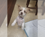 Small Mutt