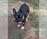 Small #2 French Bulldog
