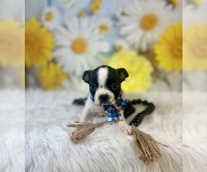 Boston Terrier Puppy for sale in RIPLEY, MS, USA