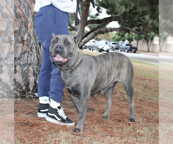Medium Photo #1 Cane Corso Puppy For Sale in POMONA, CA, USA