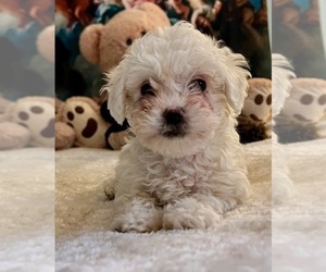 Zuchon Puppy for sale in RENO, NV, USA