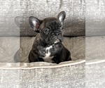 Small Photo #4 French Bulldog Puppy For Sale in FARSON, WY, USA