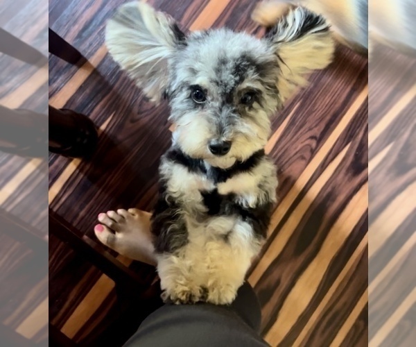 Medium Photo #8 Poodle (Toy) Puppy For Sale in COLUMBIA, SC, USA