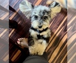 Small #7 Poodle (Toy)