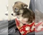 Small Photo #20 Pomsky-Shiba Inu Mix Puppy For Sale in NASHUA, NH, USA