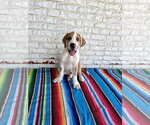 Small #5 Great Dane Mix