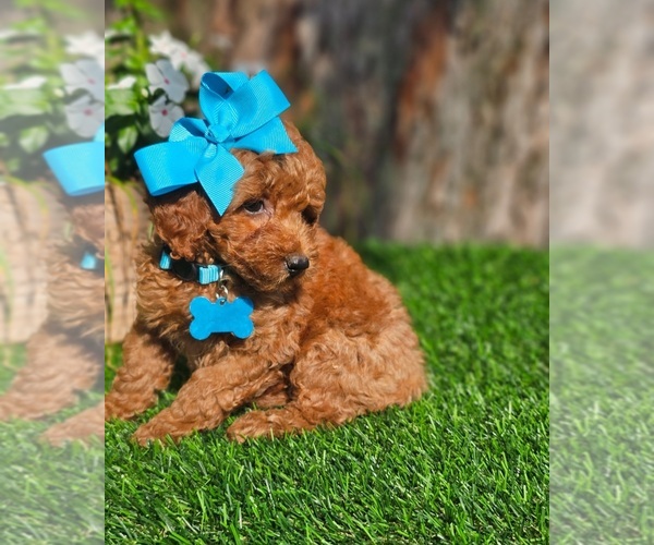 Medium Photo #2 Goldendoodle-Poodle (Toy) Mix Puppy For Sale in INDIANAPOLIS, IN, USA