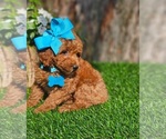 Small #1 Goldendoodle-Poodle (Toy) Mix